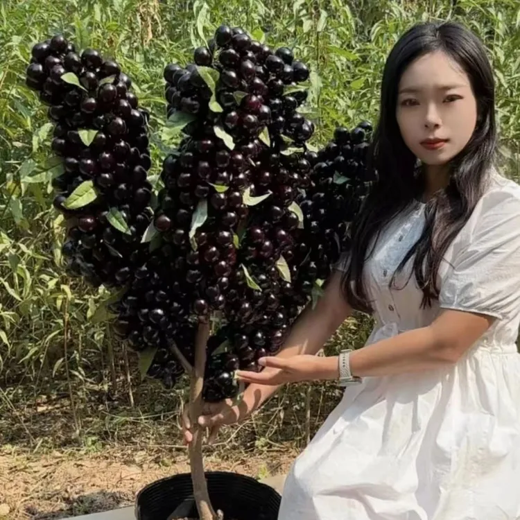 【正品车厘子】南北方种植阳台庭院一颗也结果自花授粉易管理