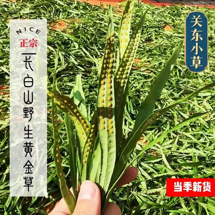 正品嗷嗷叫黄金草嗷嗷叫东北长白山