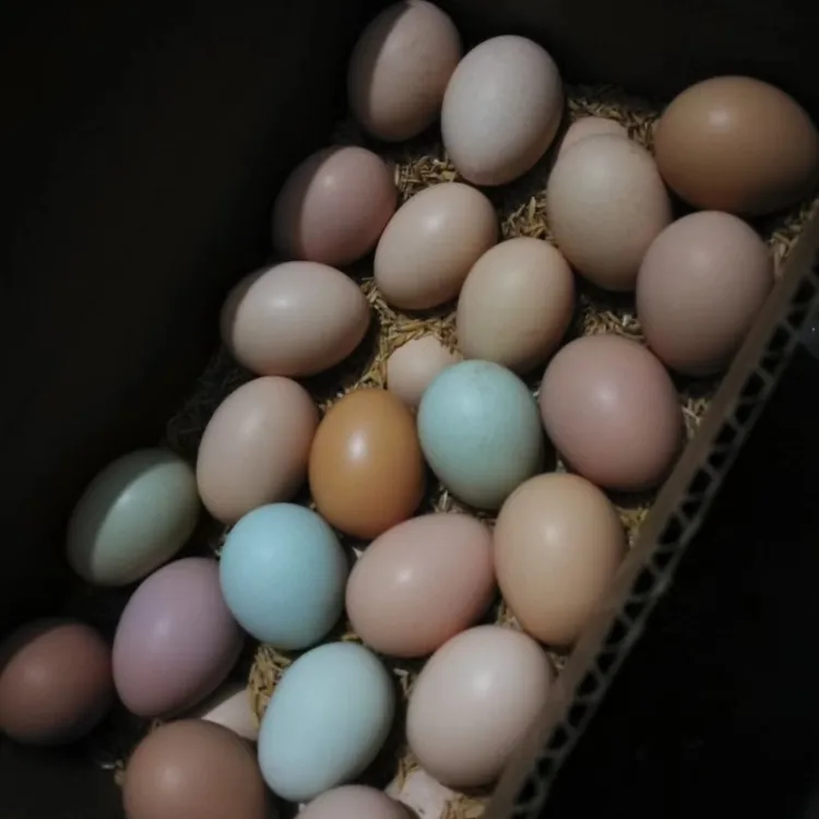 慢为农家散养土鸡蛋（大号）30～50枚零抗生素激素现捡新鲜土鸡蛋