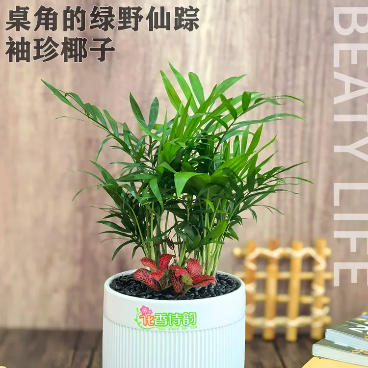 桌角的绿野仙踪-袖珍椰子（本品为材料包，送工具，需自行DIY）微景观