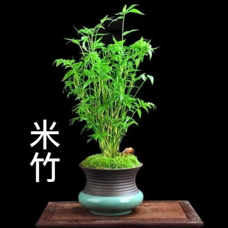 四季常绿驱蚊竹造景竹微景观盆景竹米竹盆景植物小叶米竹盆栽苗