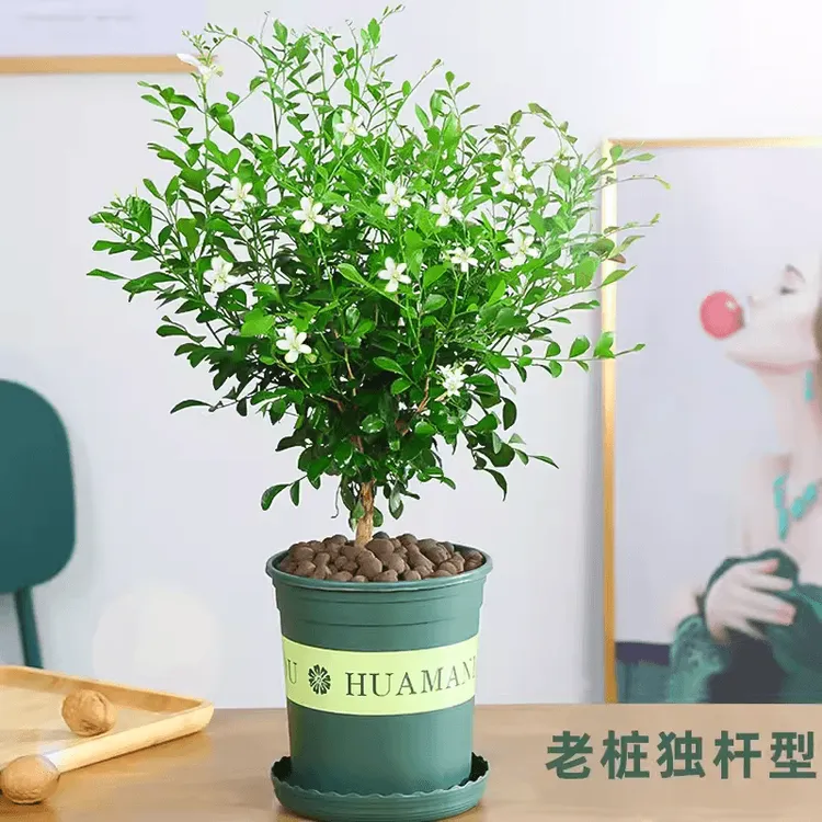 九里香盆栽土培植物老桩四季七里香千里香树苗根系开花卉绿植精品