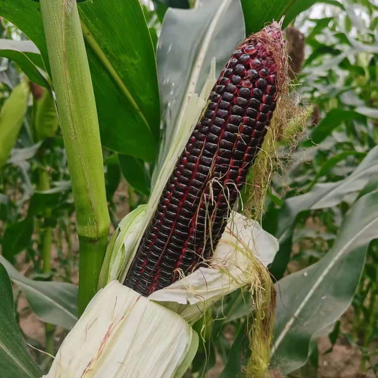 宁夏沙地富硒黑糯玉米8根装(关注粉丝送一根到手9根）