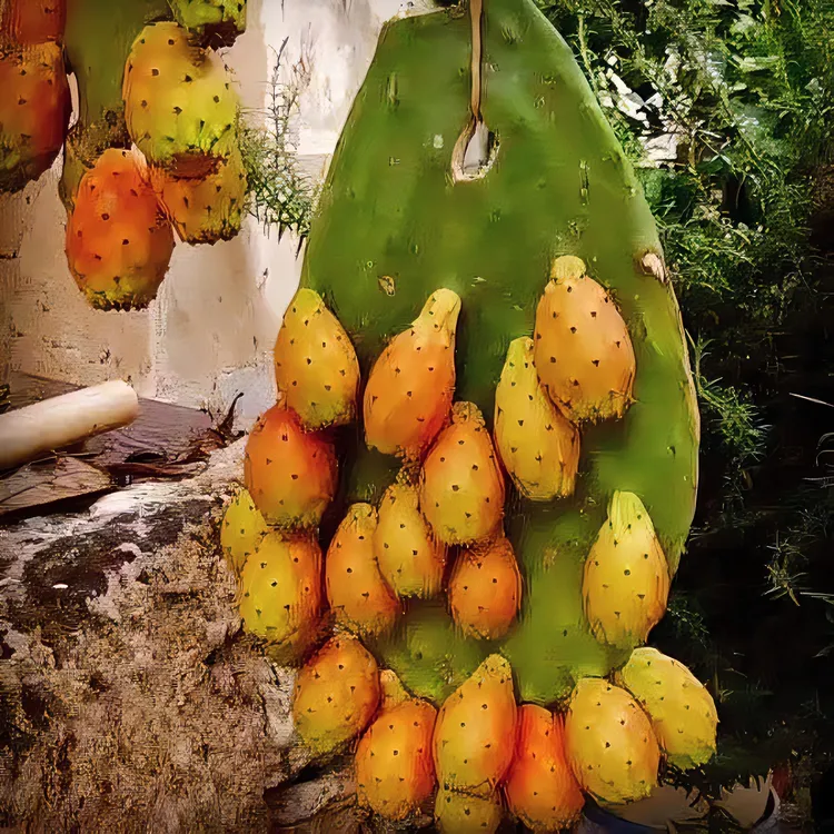 【黄果仙人掌】仙人掌种植扦插片可食用庭院绿植盆栽水果树净化产品