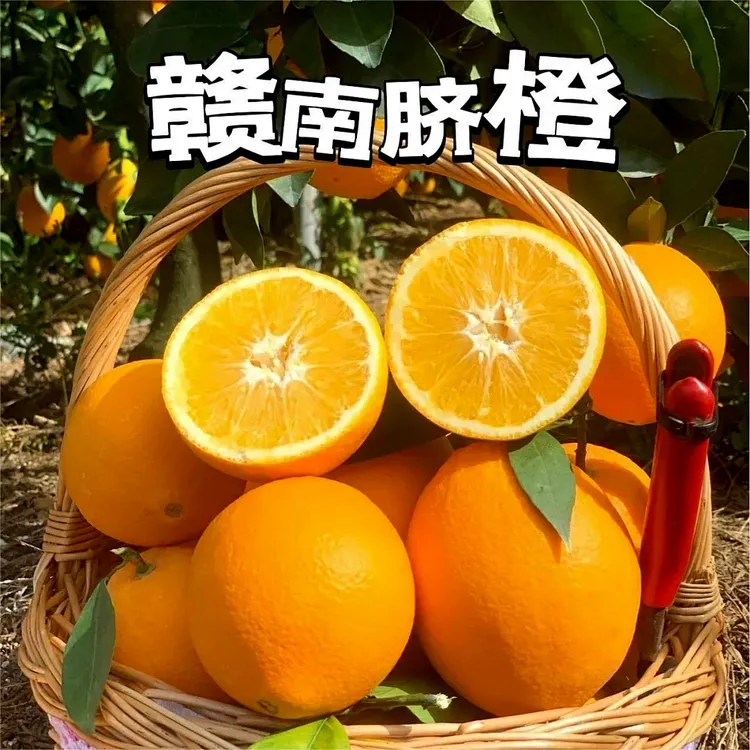 正宗赣南脐橙当季新鲜水果现摘现发果冻橙冰糖橙大果脐橙皮薄多汁
