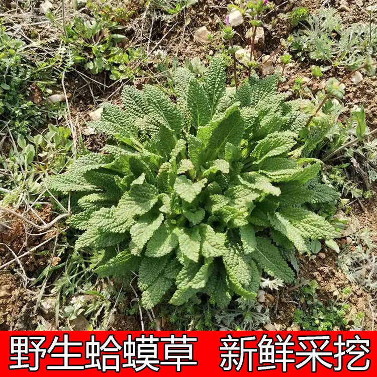【京东冷链】农家妈妈现挖现发1斤蛤蟆草新鲜野生荔枝草雪见草鲜品