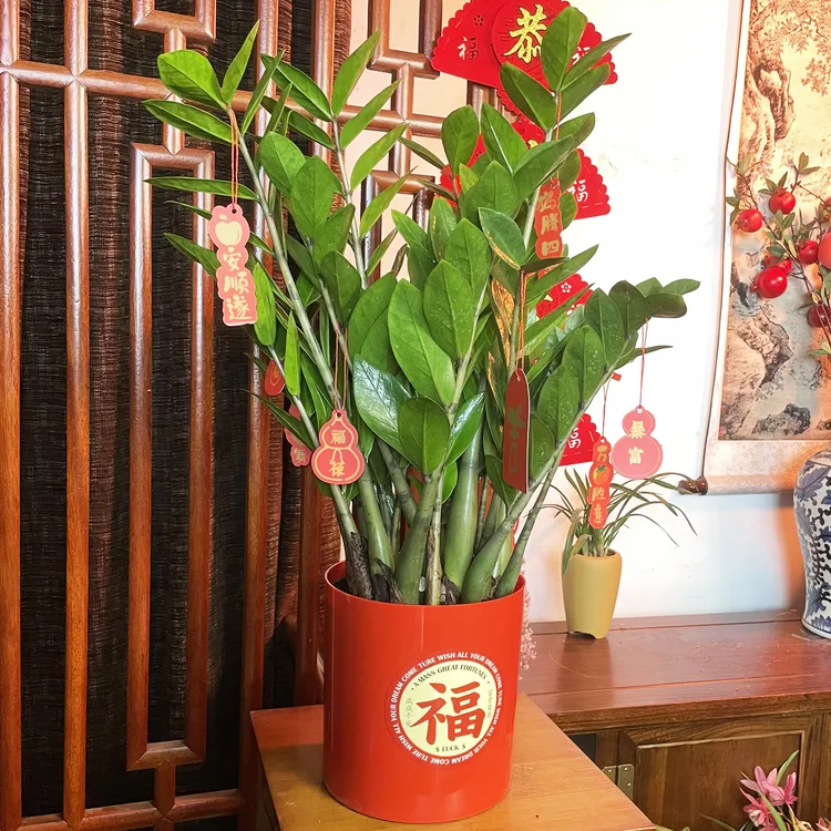 [65-70]金钱树绿植四季常青常绿室内客厅好养易活吸甲醛净化空气