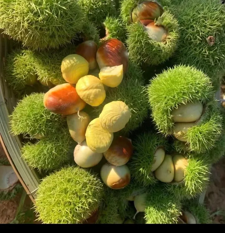 云南特产新鲜板栗(带壳发货)