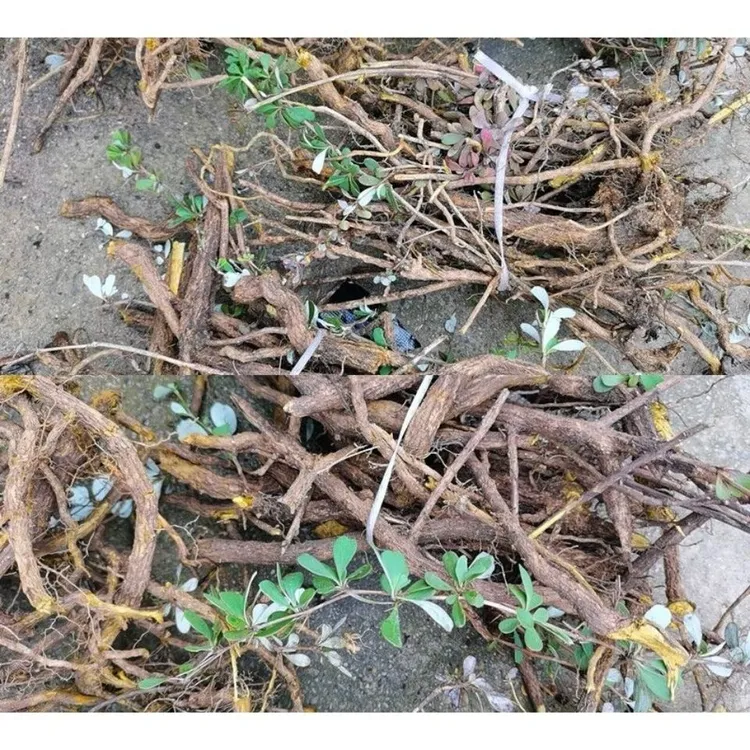 贵州新晒野生小檗三颗针中药材三颗刺小刺黄连土黄莲铜针刺包邮