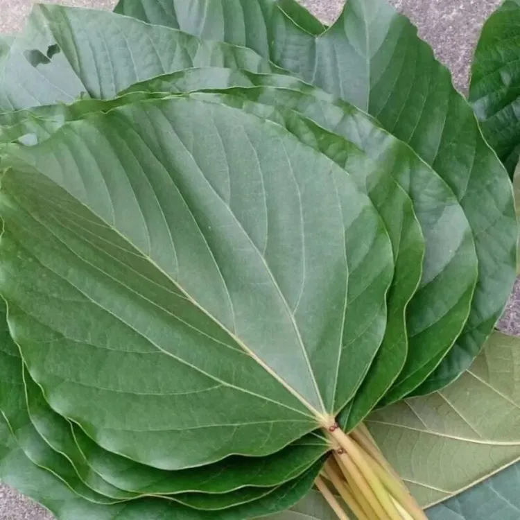 大叶新鲜桐子叶油桐树叶批发毛桐臭樟木山桐子树叶包粑粑辅材精选