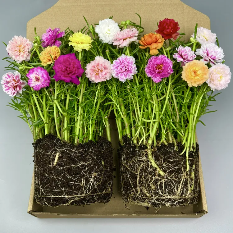 【带根带原土带花苞】重瓣太阳花多色品种 宿根多年生 开花植物易活