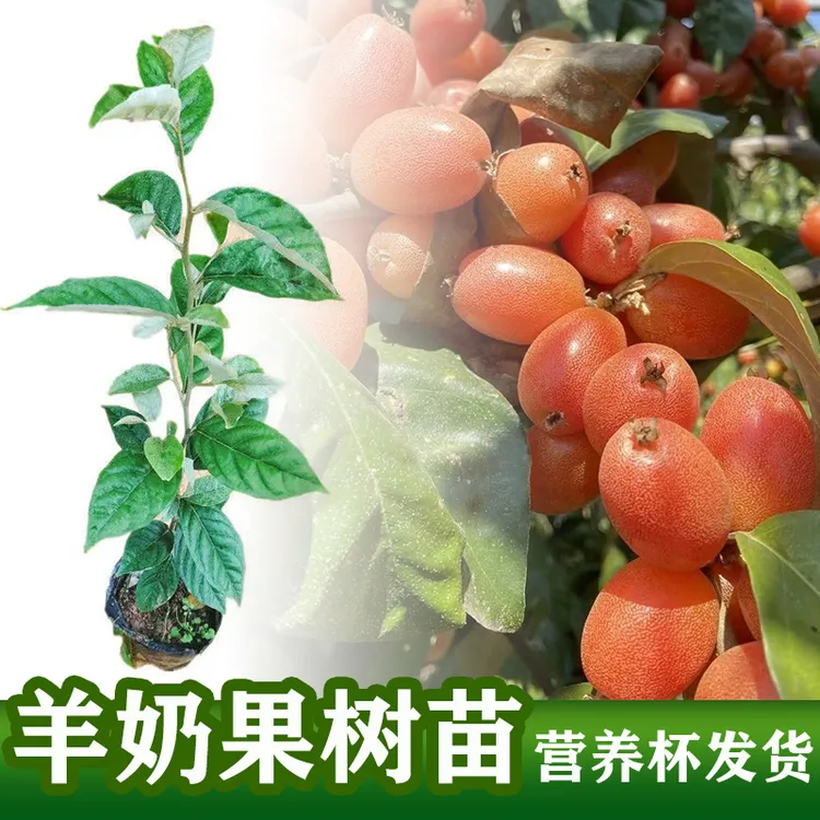 甜羊奶果树苗 德甜二号羊奶果苗 庭院阳台盆栽地栽嫁接果树苗