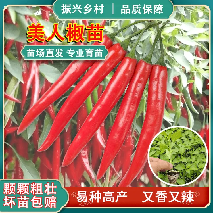 美人椒秧苗红辣椒秧苗春夏四季种植阳台盆栽蔬菜苗种子苗带土易活