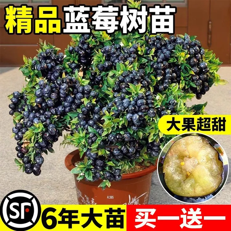 蓝莓树果苗蓝莓苗盆栽地栽果苗带大果南北方种植苗兔眼绿宝石果树