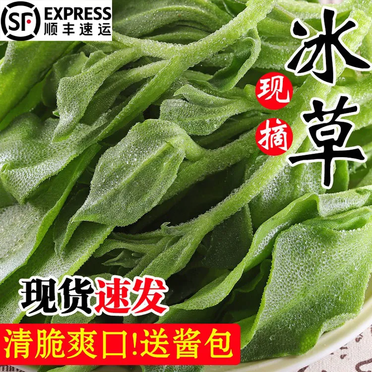 顺丰新鲜冰草现摘蔬菜非洲花冰叶冰菜1-5斤即食凉拌沙拉生吃青菜