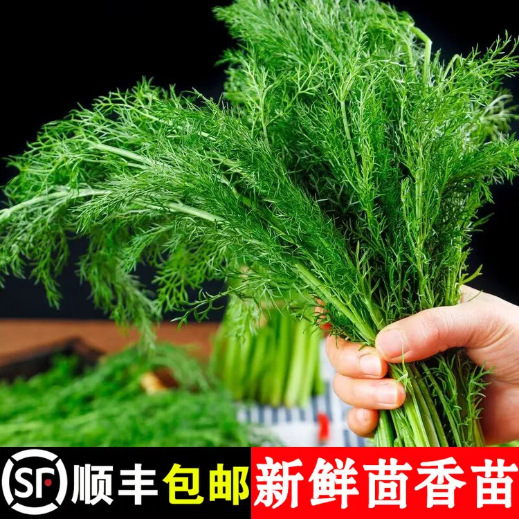 顺丰包邮 山东茴香菜新鲜现割头茬小茴香苗1-4斤草荤香嫩叶饺子馅
