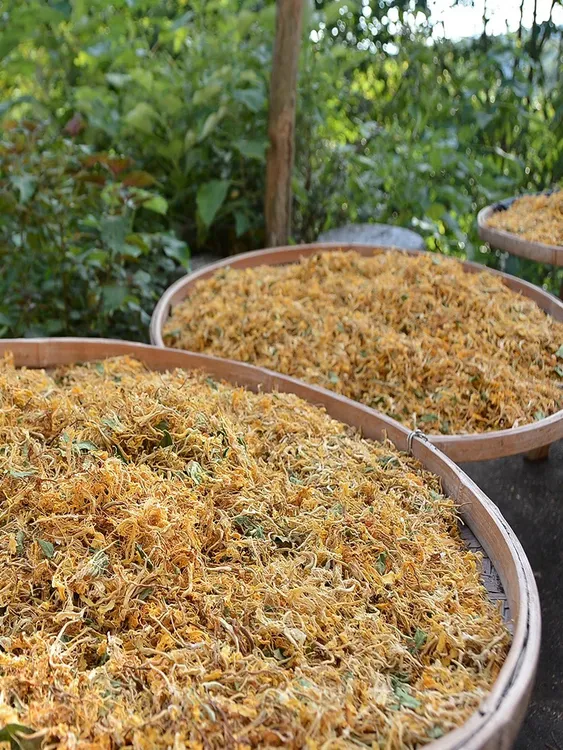 农户自摘深山野生金银花