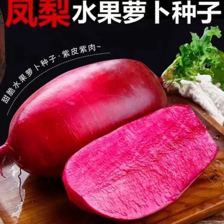 凤梨水果萝卜种子生吃甜脆凤梨满堂红红皮红心秋冬季四季蔬菜种子
