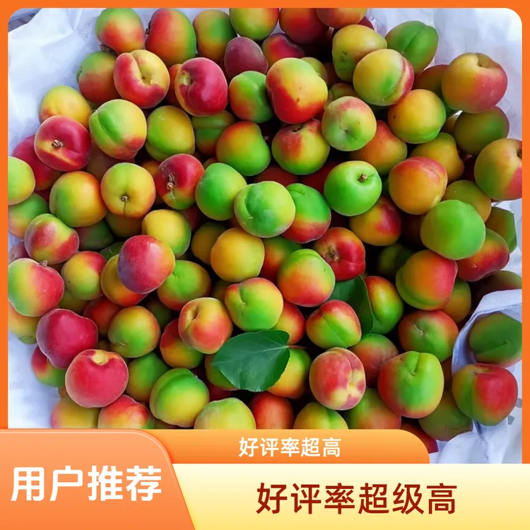 清涧红梅杏5斤甜酸可口香味浓冷藏口感更佳一杏三色现摘新鲜产地