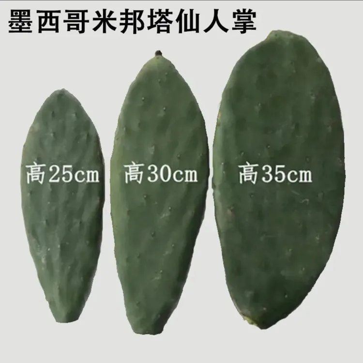 墨西哥米邦塔仙人掌