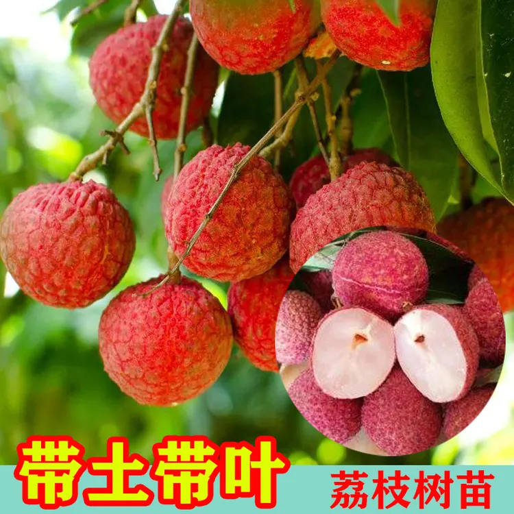 无核荔枝苗带土带叶嫁接桂味荔枝树苗盆栽大果仙进奉早熟南方种植