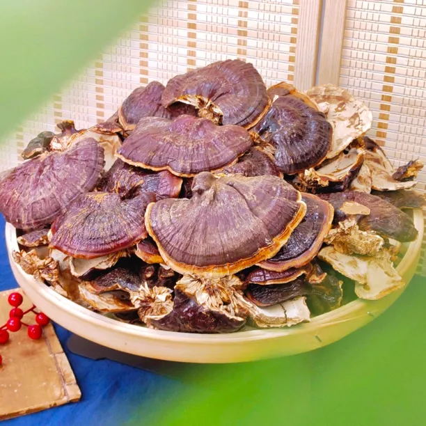 【雯姐批发】正宗西藏金边芝芝菌菇250g 菌味浓郁煲汤煲水