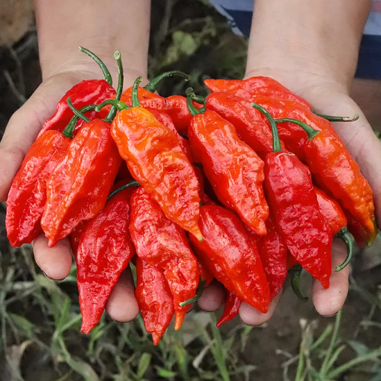 云南德宏新鲜涮涮辣特辣魔鬼辣椒云南特产象鼻辣50克