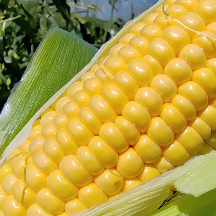 广西桂林自家种植甜玉米5斤8斤现摘现发