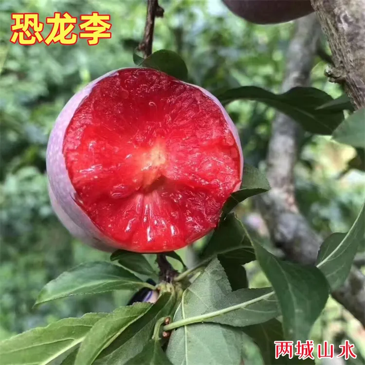 两城山水恐龙蛋李嫁接苗西梅树血丝李子树苗品种耐寒南方北方种植