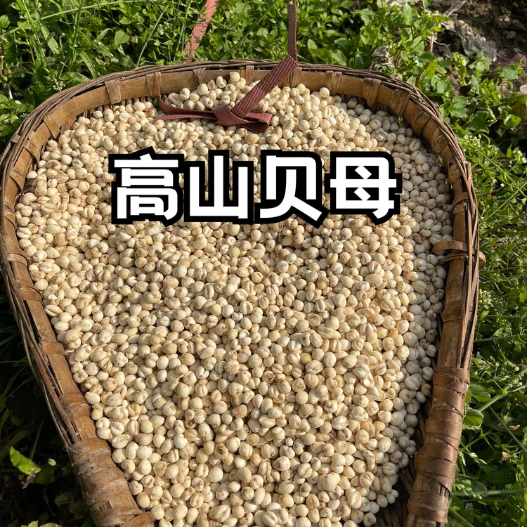 现收新货四川贝母  202 5年 活动价