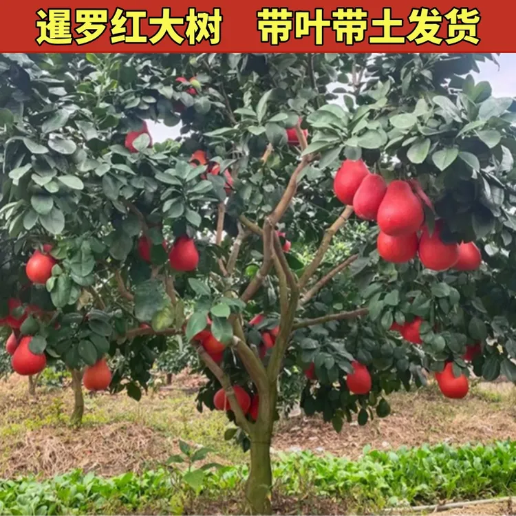 大树暹罗红柚子树苗南北方地栽特大果树果苗盆栽嫁接柚子树苗带叶