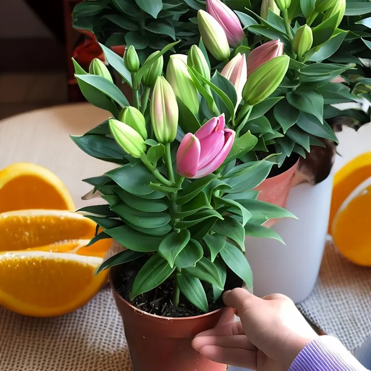 进口多头香水百合种球花种球耐寒四季种植室内外花卉盆栽紫红色