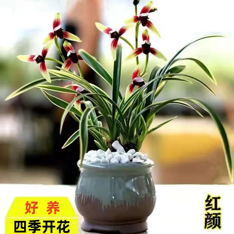 四季开花优质新款建兰浓香型金边矮种兰花大全种植懒人水培盆栽