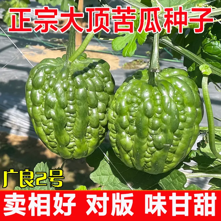 正宗广东广良2号大顶苦瓜种子农业种植春秋夏季大鼎杜阮凉瓜种籽