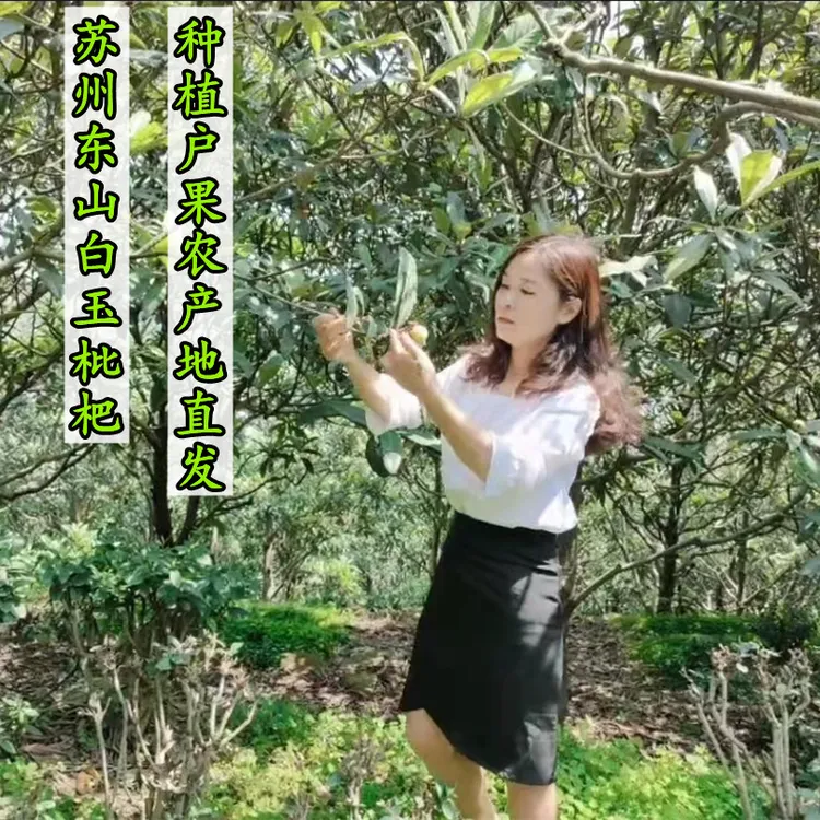 〖限量小果〗鲜甜苏州原产地东山白玉枇杷新鲜采摘现摘现发4斤礼盒