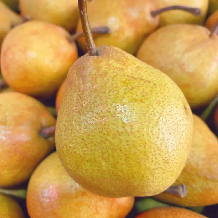 【东北尖把梨】辽宁特产新鲜尖把梨酸甜水果2斤/5斤