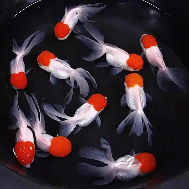 爆款推荐招财小金鱼鹤顶红国狮小型淡水鱼好养易活活体观赏鱼鱼苗