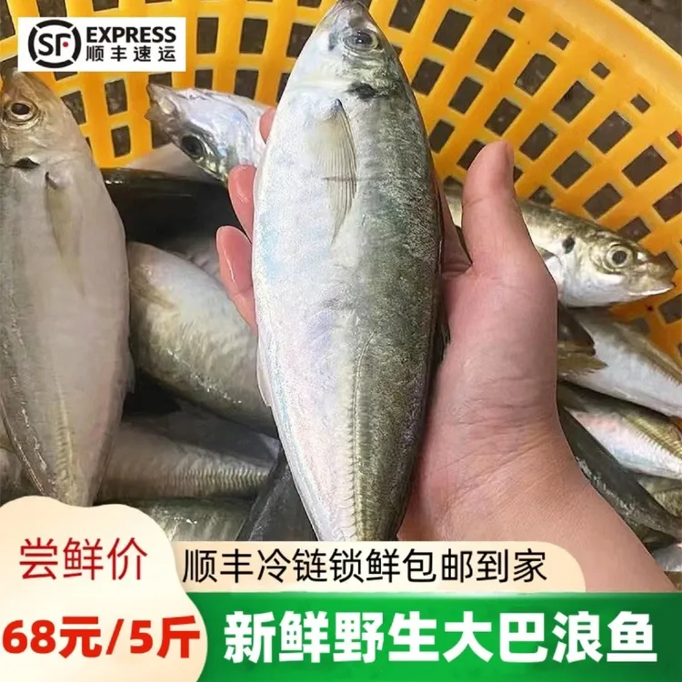 新鲜巴浪鱼海捕深海鱼福建冷冻海鲜海鲜水产冷冻巴浪鱼5斤净重