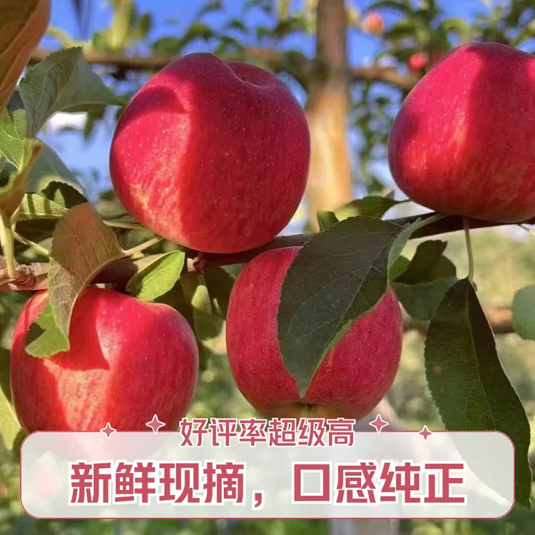 【小谭专属】云南昭通丑苹果 冰糖心苹果玫瑰花香 果味十足苹果水果