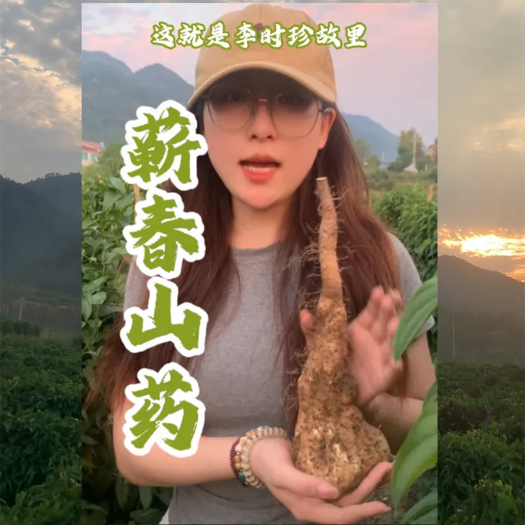 蕲春桐梓山药黄冈佛手山药蕲春棒槌粉山药天然种植梯田佛手山药