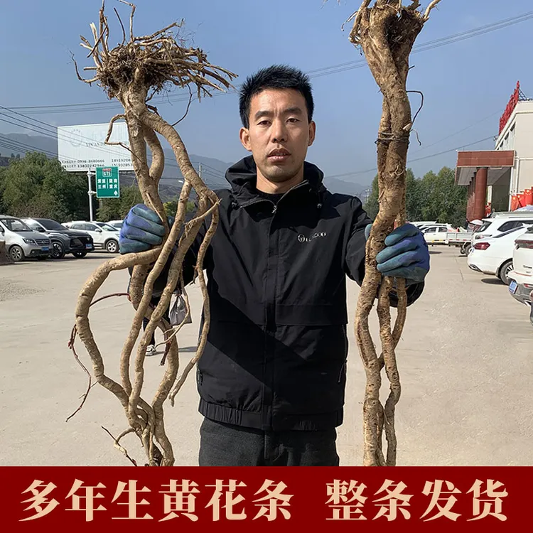 甘肃老黄芪条特大北芪整枝500g可切片农产品