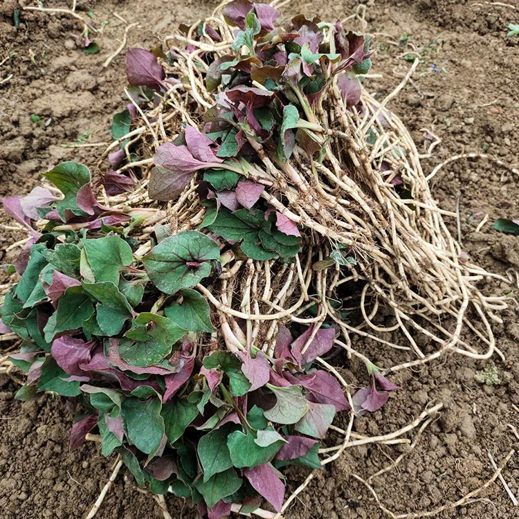半斤-5斤贵州长顺本地生长农家新鲜鱼腥草现挖折耳根凉拌菜节节根