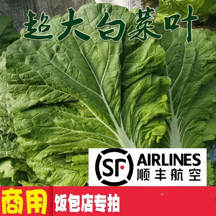 【顺丰航空 商用款】东北饭包白菜叶超大叶50片100片顺丰特快包邮