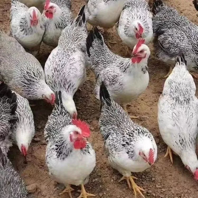 栾川散养芦花母鸡下蛋鸡