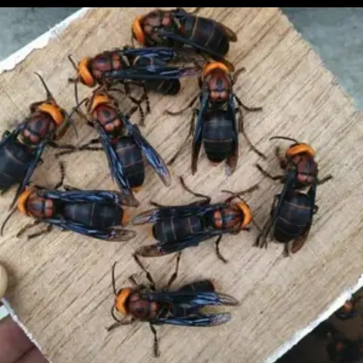 中华虎头蜂红娘老蜂活蜂活泡一手资源。