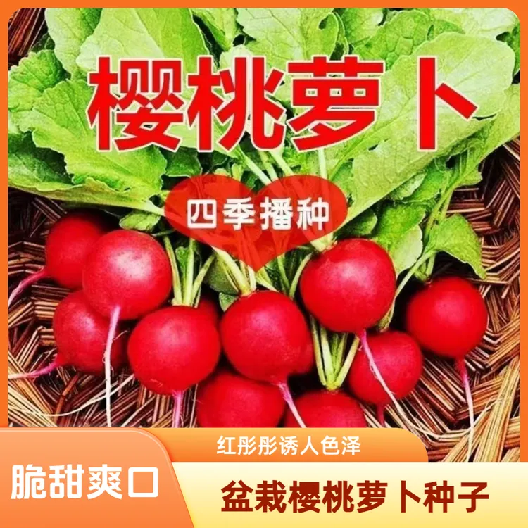 四季樱桃萝卜水果萝卜生吃红皮白肉小萝卜脆甜多汁蔬菜阳台掺混肥商品图