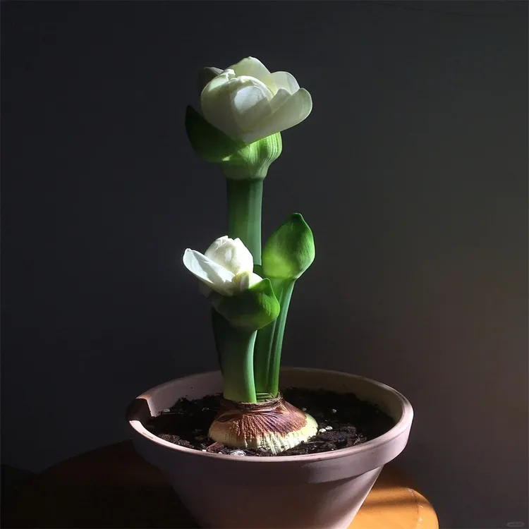 【反复开花】重瓣朱顶红种球盆栽花卉植物客厅绿植花卉盆栽好养活