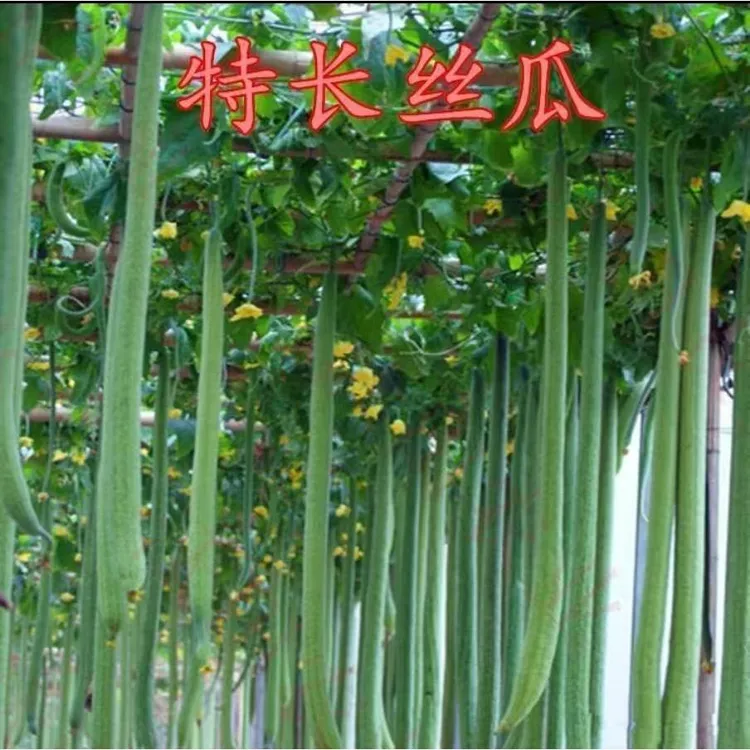 【特长丝瓜种子】高产早熟蛇形丝瓜种子小院蔬菜可盆栽丝瓜肉丝瓜