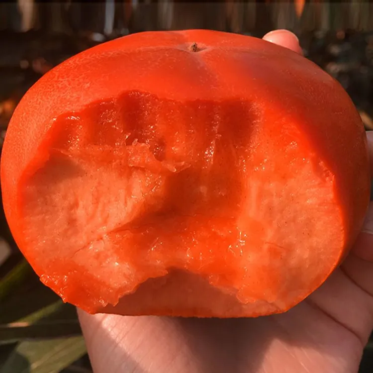 无籽方柿苗 脆甜柿子树苗 无核方柿树苗嫁接果树苗南方北方种植