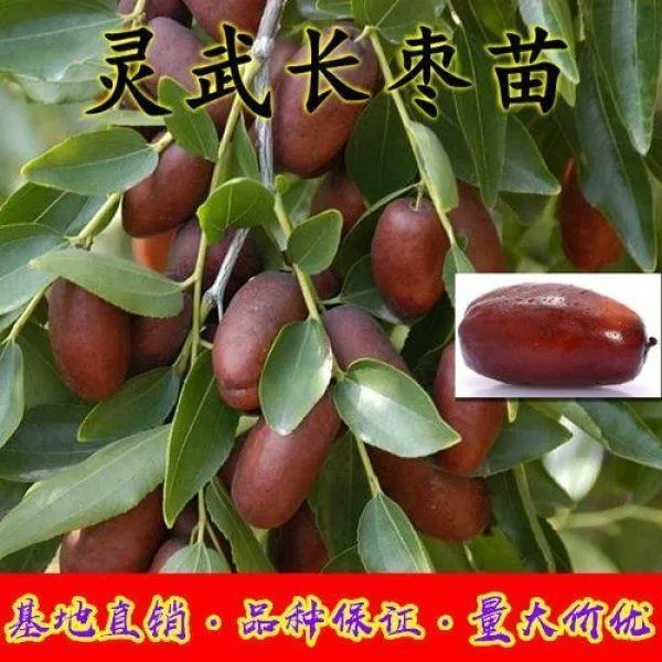 种宁夏灵武长枣树苗当年结果南北种植嫁接正宗灵武长枣树苗